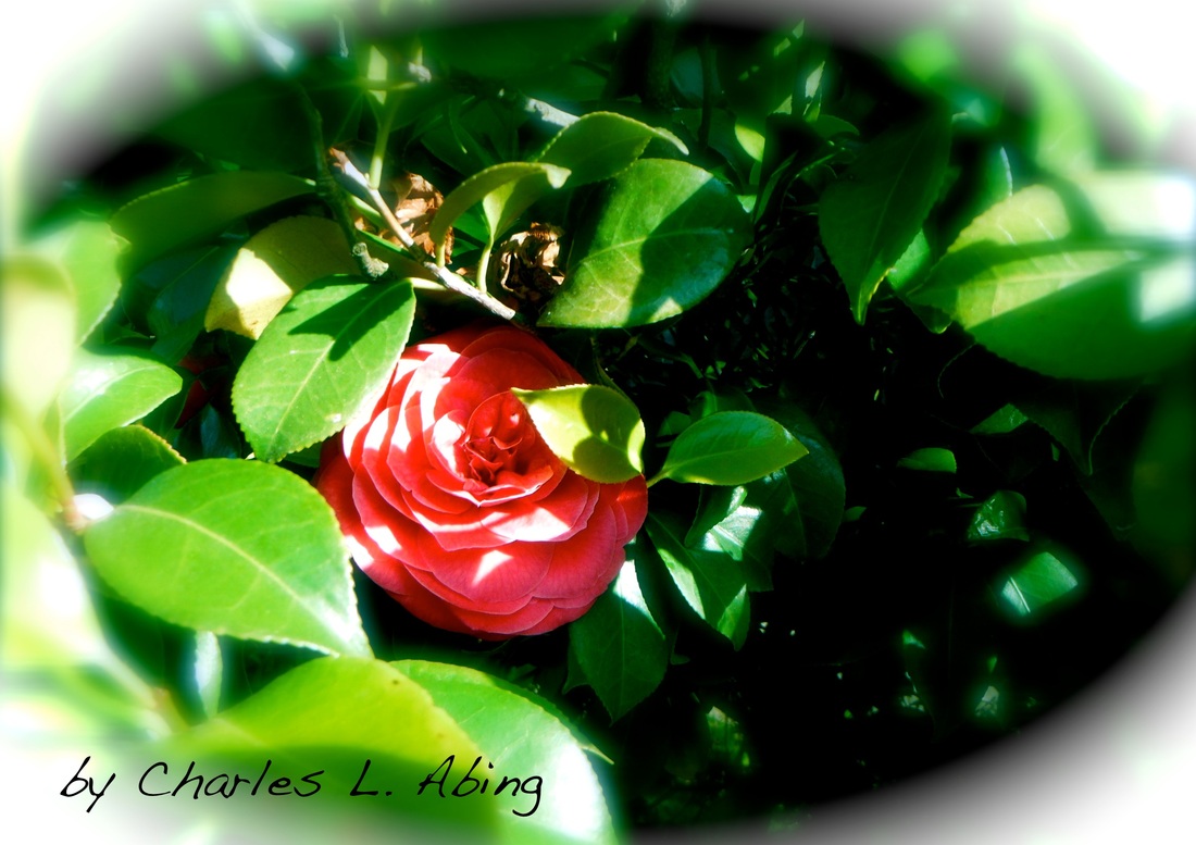 A Shy Camellia